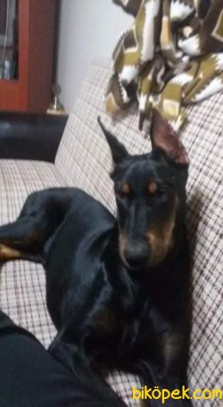 SATILIK DOBERMAN PİNSCHER Safkan 2
