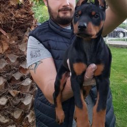 Satılık Doberman Yavruları 1