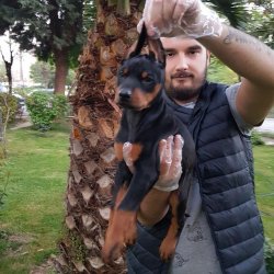Satılık Doberman Yavruları 2
