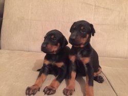 Satılık Doberman Yavruları