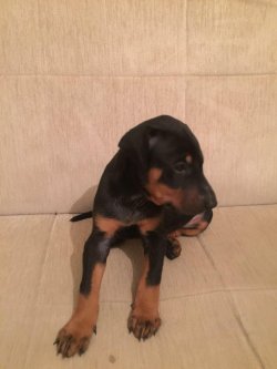 Satılık Doberman Yavruları 3