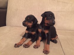 Satılık Doberman Yavruları 2