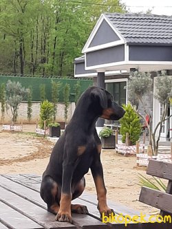 SATILIK DOBERMAN YAVRULARI 4