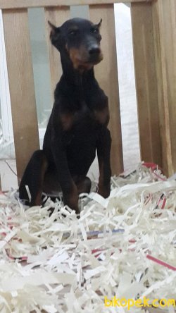 SATILIK DOBERMAN YAVRULARI 4