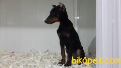 SATILIK DOBERMAN YAVRULARI 3