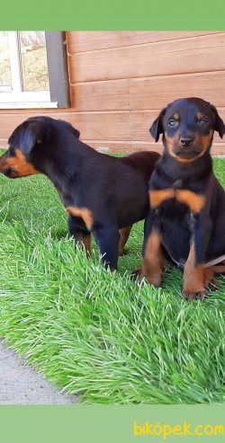 Satilik Doberman Yavruları 4