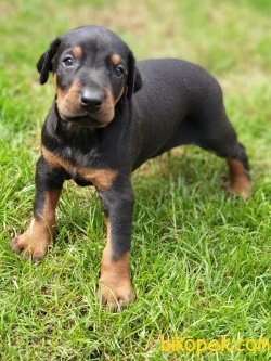 Satılık DOBERMAN YAVRULARI 4