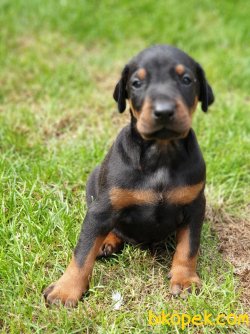 Satılık DOBERMAN YAVRULARI 3