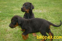 Satılık DOBERMAN YAVRULARI 2