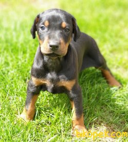 Satılık DOBERMAN YAVRULARI 1