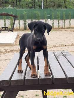 Satılık DOBERMAN YAVRULARI 3