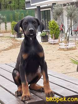 Satılık DOBERMAN YAVRULARI 1