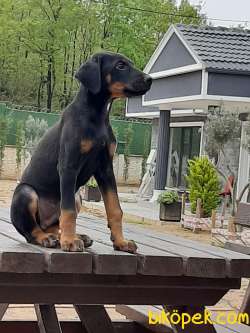 Satılık  Doberman Yavruları 2