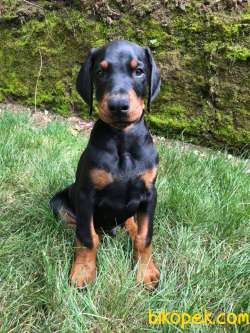 SATILIK DOBERMAN YAVRULARI 1