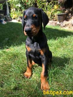SATILIK DOBERMAN YAVRULARI 3