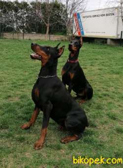 Satilik Doberman Yavruları Istanbul 1