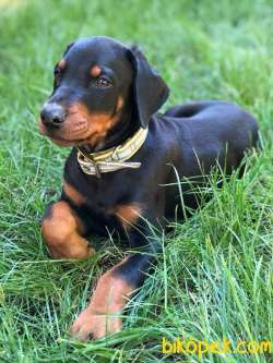 Satilik Doberman Yavruları Istanbul 5