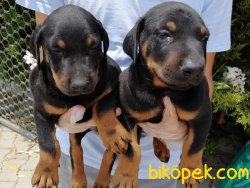 Satılık Doberman Yavrularımız 1