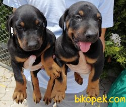 Satılık Doberman Yavrularımız 5