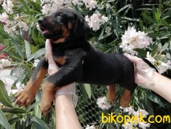 Satılık Doberman Yavrularımız 2