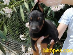 Satılık Doberman Yavrularımız 3