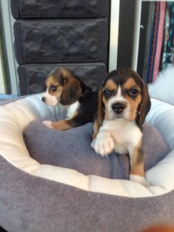 Satılık Eli̇zabeh Beagle Yavrular 4