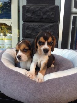 Satılık Eli̇zabeh Beagle Yavrular 2