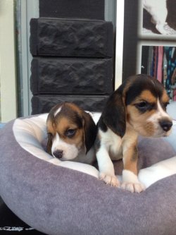 Satılık Eli̇zabeh Beagle Yavrular 3