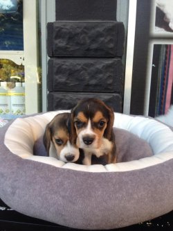 Satılık Eli̇zabeh Beagle Yavrular 1