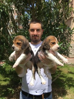 Eli̇zabeth Beagle Yavruları 2