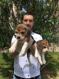 Eli̇zabeth Beagle Yavruları 1