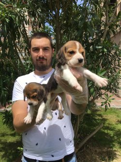 Eli̇zabeth Beagle Yavruları 3