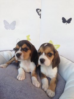 Satılık Eli̇zabeth Beagle Yavruları 2