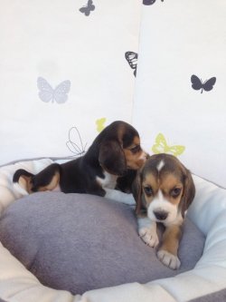 Satılık Eli̇zabeth Beagle Yavruları 1