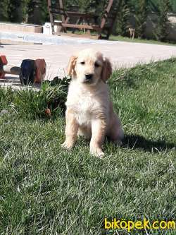 SATILIK EN ÖZEL GOLDEN RETRIEVER YAVRULARI 4