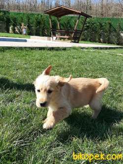 SATILIK EN ÖZEL GOLDEN RETRIEVER YAVRULARI 2