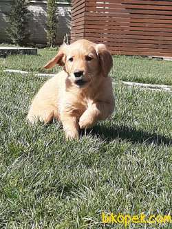 SATILIK EN ÖZEL GOLDEN RETRIEVER YAVRULARI 1