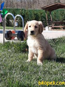 SATILIK EN ÖZEL GOLDEN RETRIEVER YAVRULARI 3