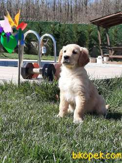 SATILIK EN ÖZEL GOLDEN RETRIEVER YAVRULARI 5
