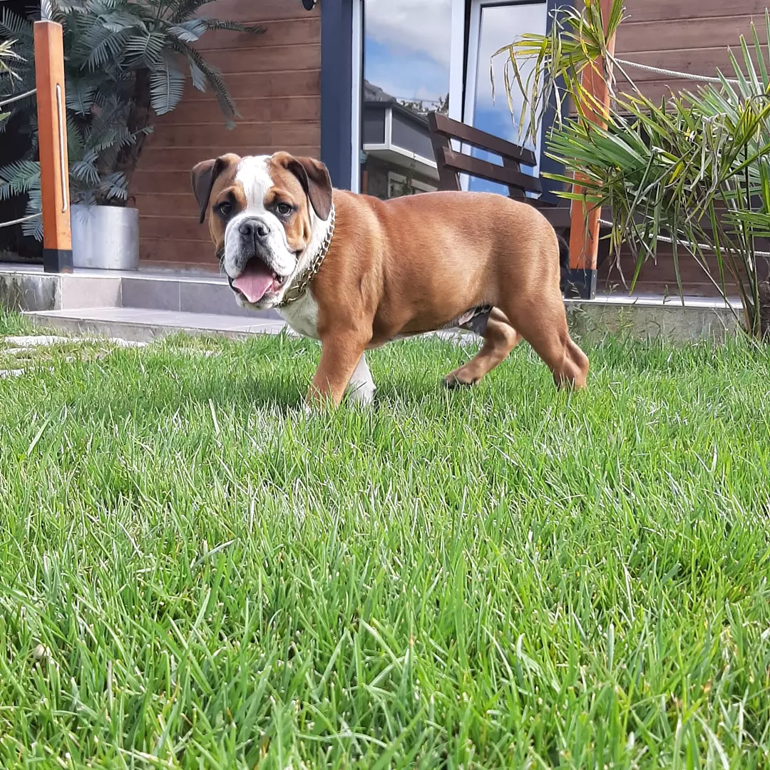 Satilik English Bulldog Yavruları 5