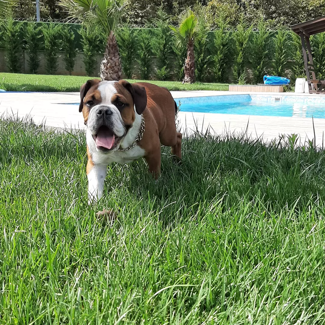 Satilik English Bulldog Yavruları 3