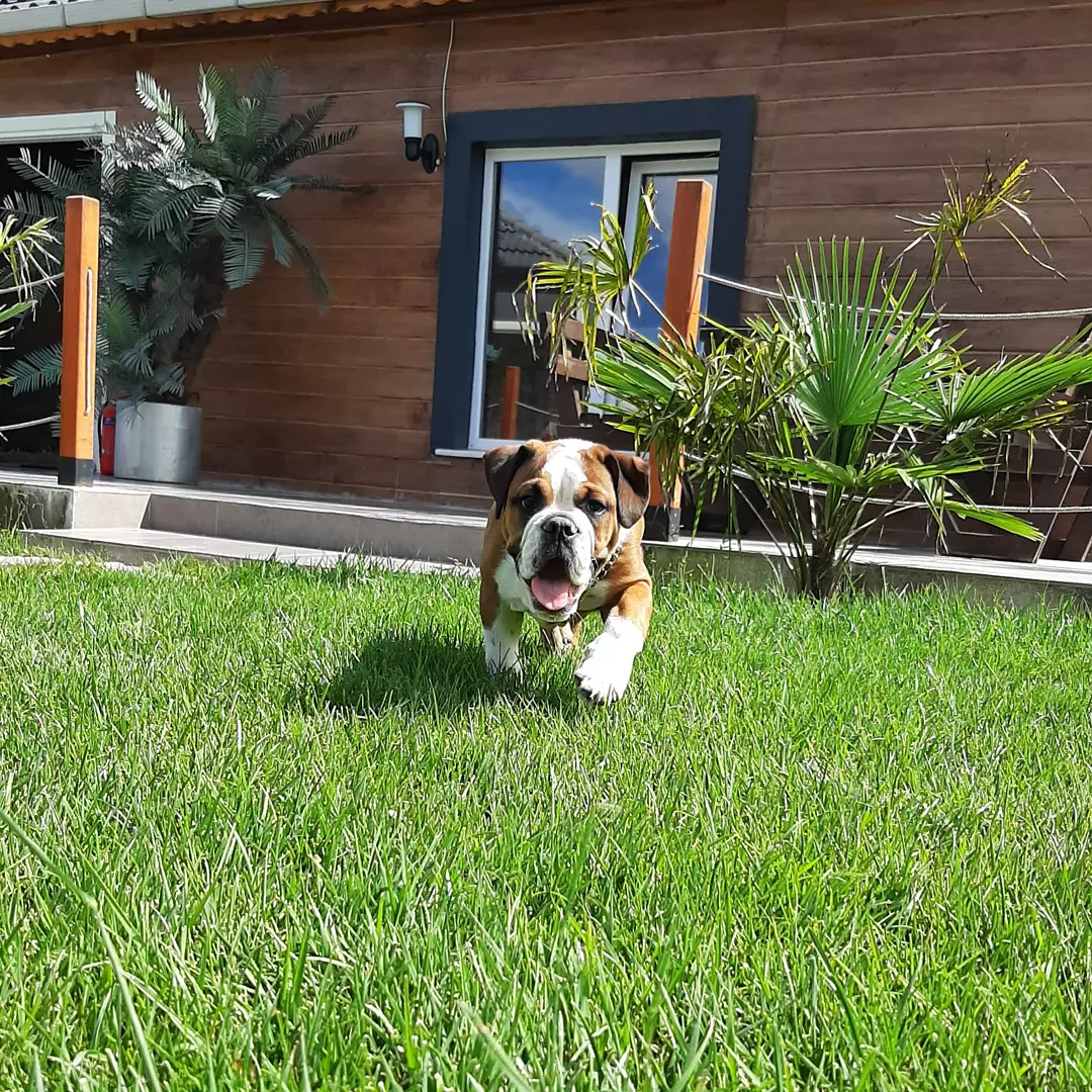 Satilik English Bulldog Yavruları 4