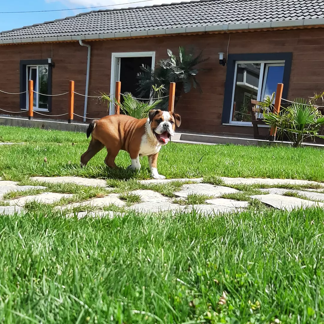 Satilik English Bulldog Yavruları 1