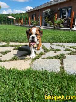 Satilik English Bulldog Yavruları 2