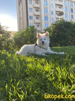 Satılık Orjinal Samoyed 3