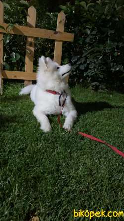 Satılık Orjinal Samoyed 2
