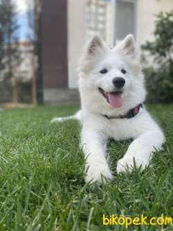 Satılık Orjinal Samoyed 1
