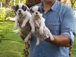Satılık Fransız Bulldog Yavrular 2