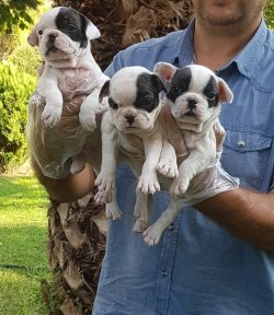 Satılık Fransız Bulldog Yavrular 3