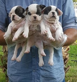 Satılık Fransız Bulldog Yavrular 1